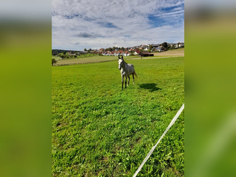 Plus de poneys/petits chevaux Hongre 3 Ans 145 cm Gris (bai-dun) in Bad Saulgau