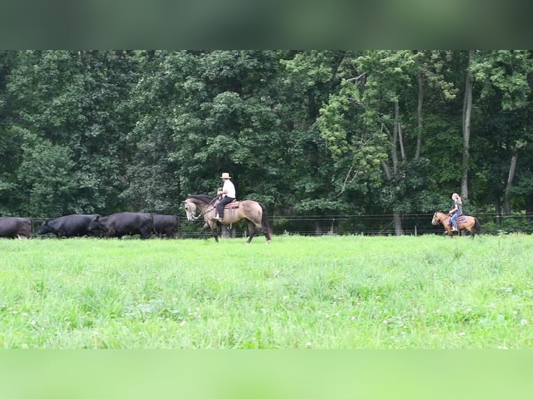 Plus de poneys/petits chevaux Hongre 4 Ans 112 cm Buckskin in Howard, PA