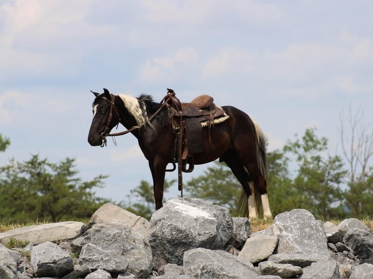 Plus de poneys/petits chevaux Hongre 4 Ans 122 cm in Allenwood, PA