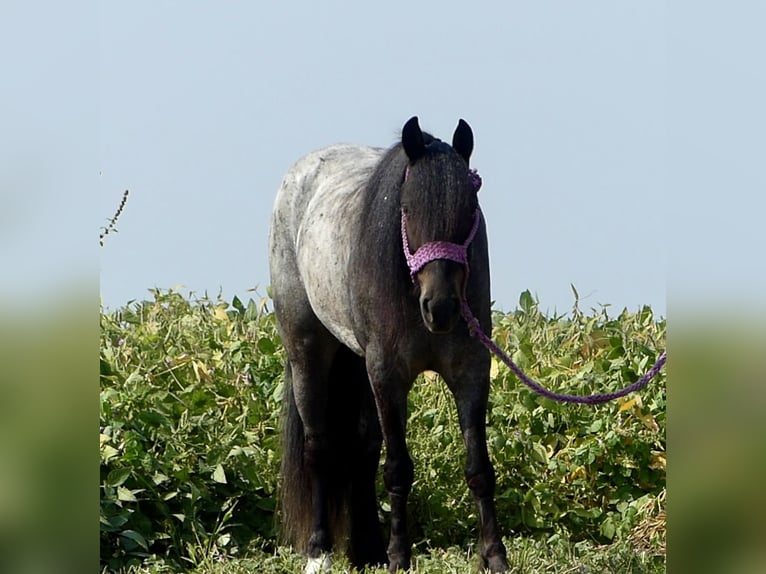 Plus de poneys/petits chevaux Croisé Hongre 4 Ans 135 cm Rouan Bleu in Joy