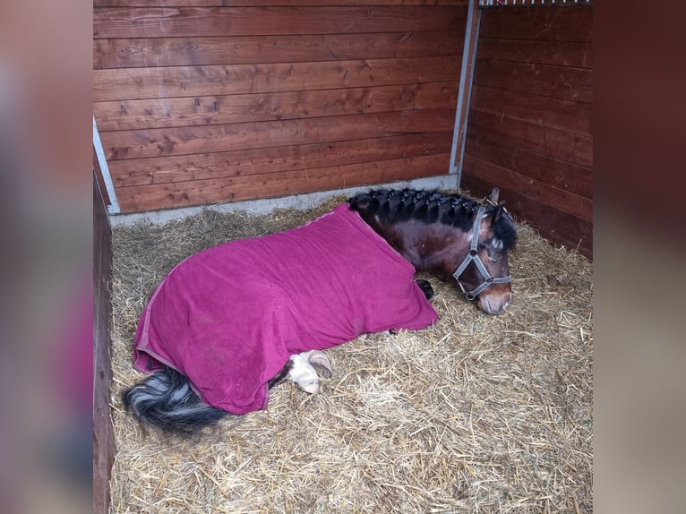 Plus de poneys/petits chevaux Hongre 4 Ans 136 cm Bai in Rechnitz