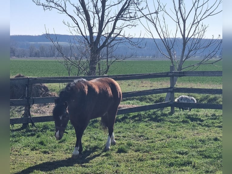 Plus de poneys/petits chevaux Hongre 4 Ans 136 cm Bai in Rechnitz