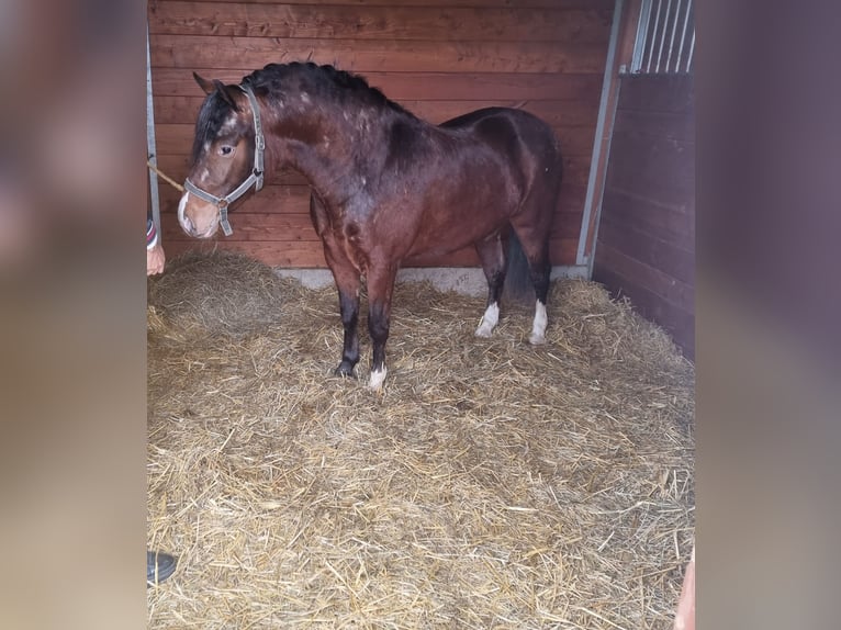 Plus de poneys/petits chevaux Hongre 4 Ans 136 cm Bai in Rechnitz