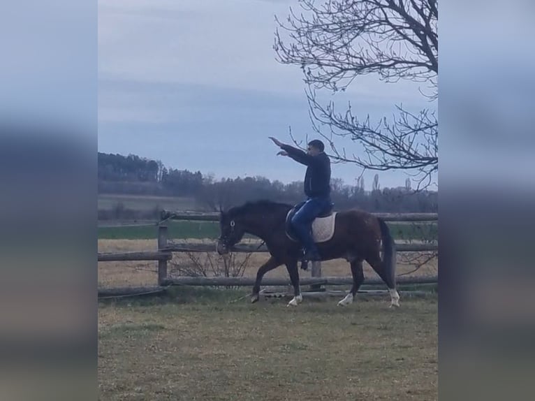 Plus de poneys/petits chevaux Hongre 4 Ans 136 cm Bai in Rechnitz