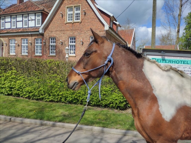 Plus de poneys/petits chevaux Hongre 4 Ans 140 cm Bai brun foncé in Eggermühlen