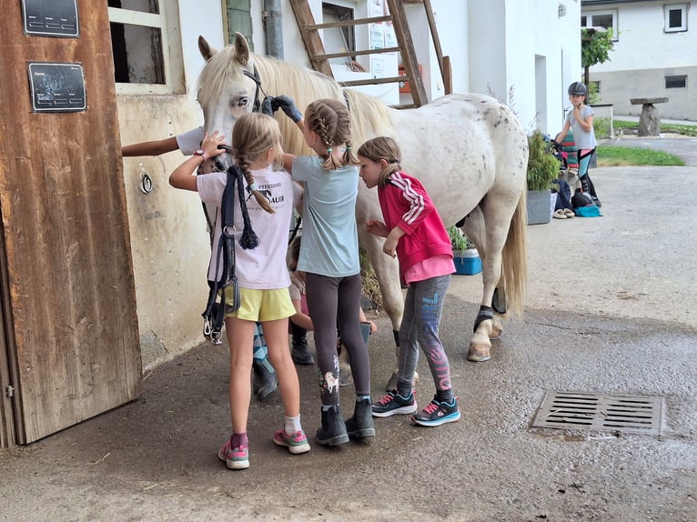 Plus de poneys/petits chevaux Croisé Hongre 4 Ans 140 cm Léopard in Thannhausen