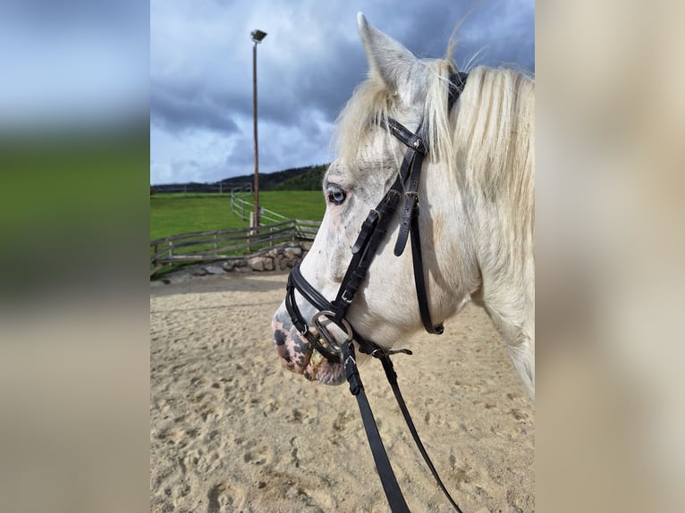 Plus de poneys/petits chevaux Croisé Hongre 4 Ans 140 cm Léopard in Thannhausen