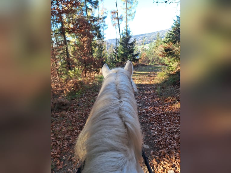 Plus de poneys/petits chevaux Croisé Hongre 4 Ans 140 cm Léopard in Thannhausen