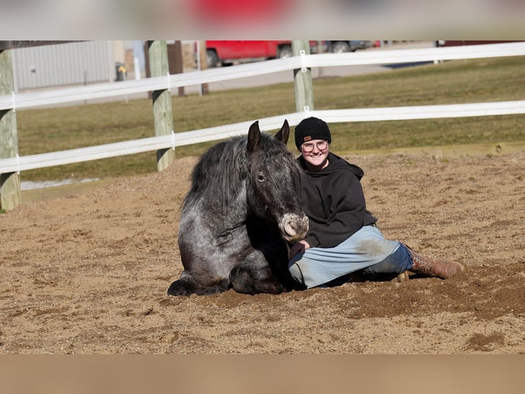 Plus de poneys/petits chevaux Croisé Hongre 4 Ans 142 cm Rouan Bleu in Fresno