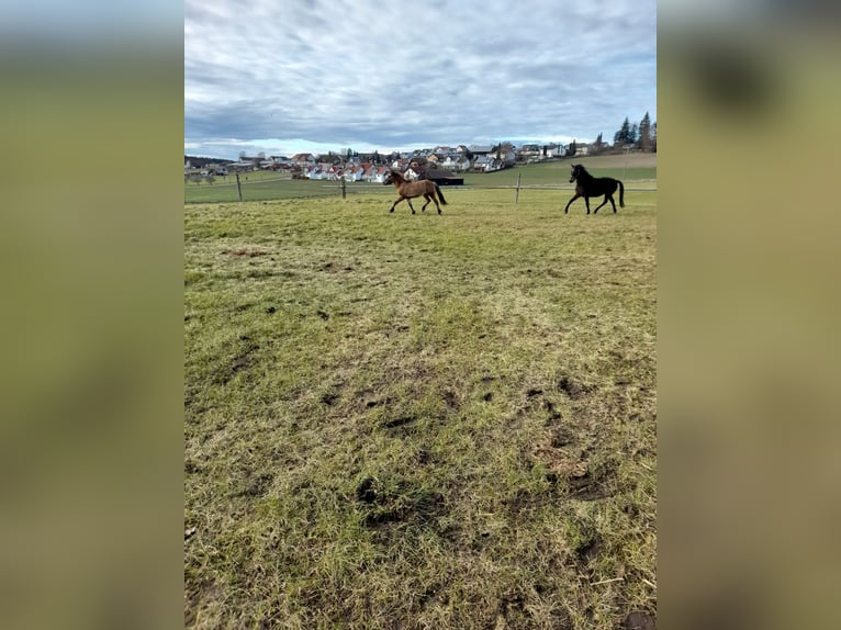 Plus de poneys/petits chevaux Croisé Hongre 4 Ans 149 cm Gris (bai-dun) in Bad Saulgau