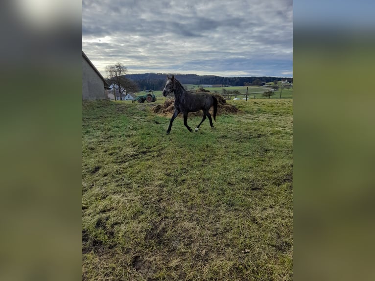 Plus de poneys/petits chevaux Croisé Hongre 4 Ans 149 cm Gris (bai-dun) in Bad Saulgau