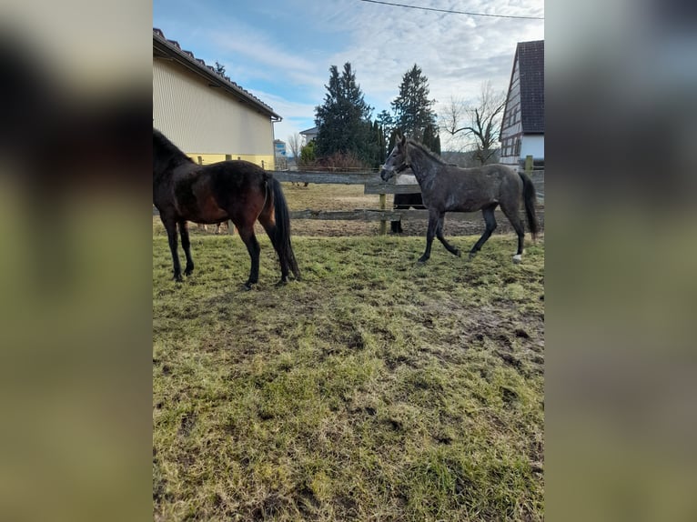 Plus de poneys/petits chevaux Croisé Hongre 4 Ans 149 cm Gris (bai-dun) in Bad Saulgau