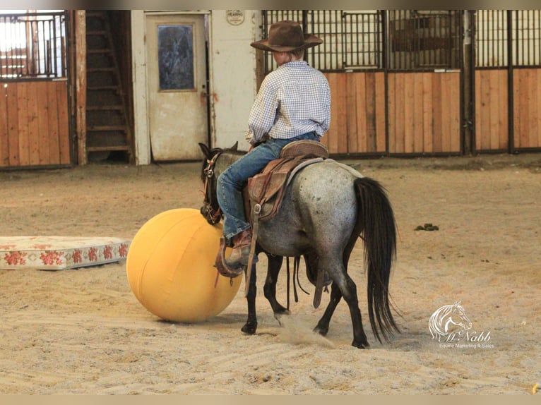 Plus de poneys/petits chevaux Hongre 4 Ans 97 cm Rouan Bleu in Cody