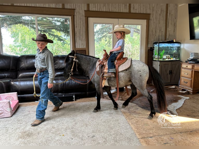 Plus de poneys/petits chevaux Hongre 4 Ans 97 cm Rouan Bleu in Cody