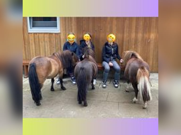 Plus de poneys/petits chevaux Hongre 5 Ans 110 cm in Eggermühlen