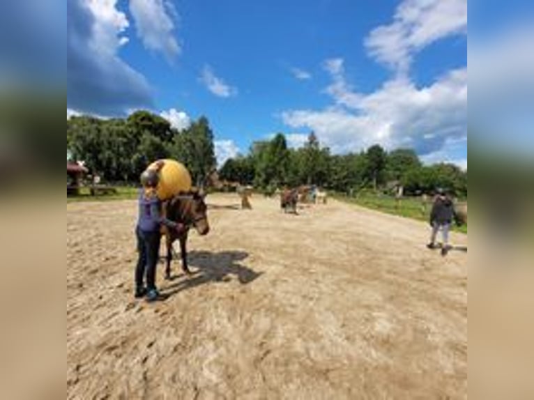 Plus de poneys/petits chevaux Hongre 5 Ans 110 cm in Eggermühlen