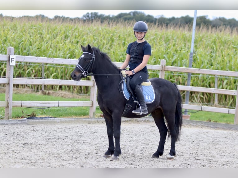 Plus de poneys/petits chevaux Hongre 5 Ans 125 cm Noir in Bogaarden