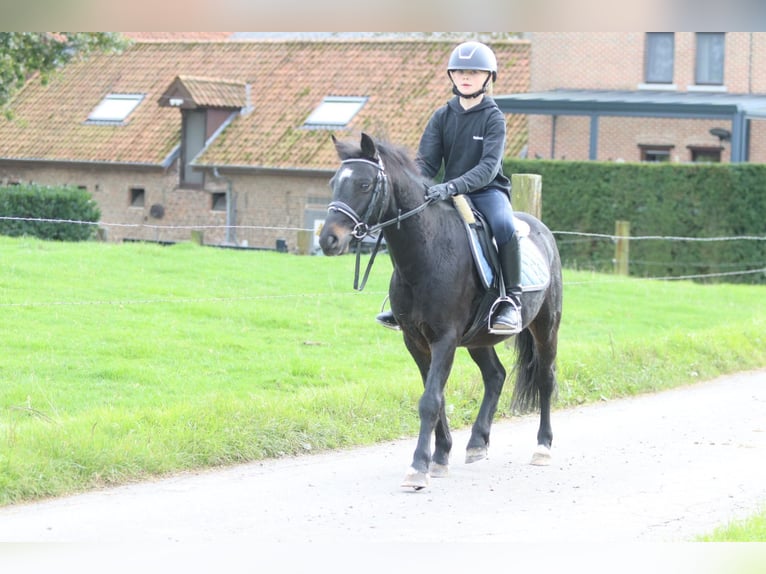 Plus de poneys/petits chevaux Hongre 5 Ans 125 cm Noir in Bogaarden