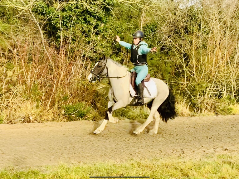 Plus de poneys/petits chevaux Hongre 5 Ans 128 cm Pinto in Mountrath