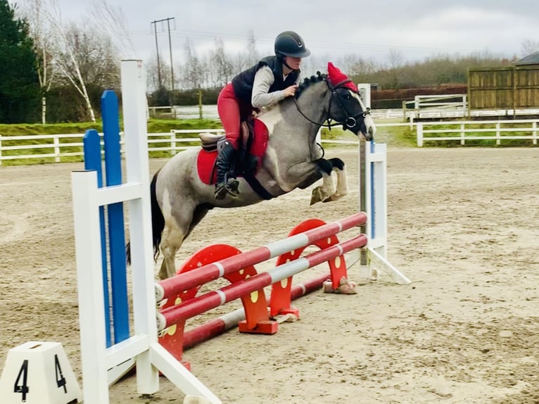 Plus de poneys/petits chevaux Hongre 5 Ans 128 cm Pinto in Mountrath