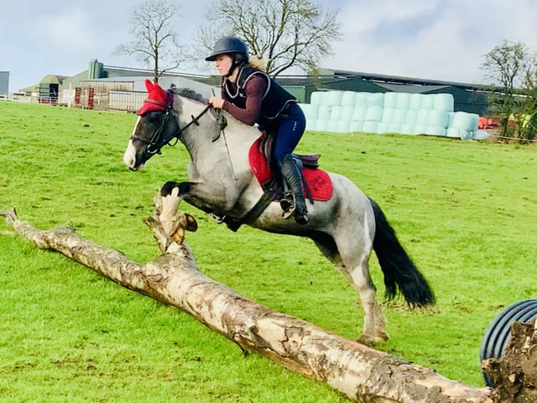 Plus de poneys/petits chevaux Hongre 5 Ans 128 cm Pinto in Mountrath