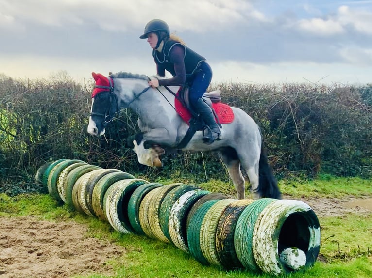 Plus de poneys/petits chevaux Hongre 5 Ans 128 cm Pinto in Mountrath