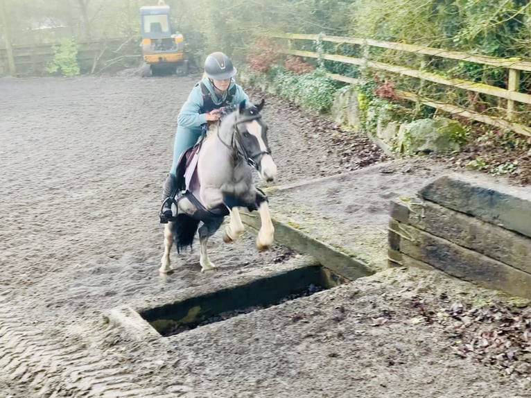 Plus de poneys/petits chevaux Hongre 5 Ans 128 cm Pinto in Mountrath