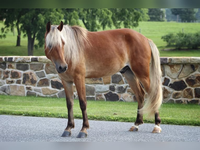 Plus de poneys/petits chevaux Hongre 5 Ans 130 cm Alezan cuivré in Millerstown, PA