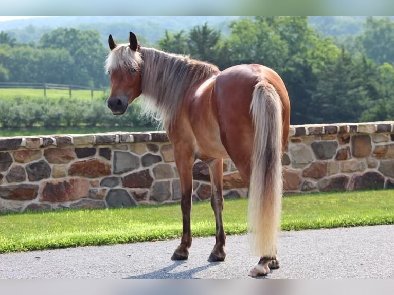 Plus de poneys/petits chevaux Hongre 5 Ans 130 cm Alezan cuivré in Millerstown, PA