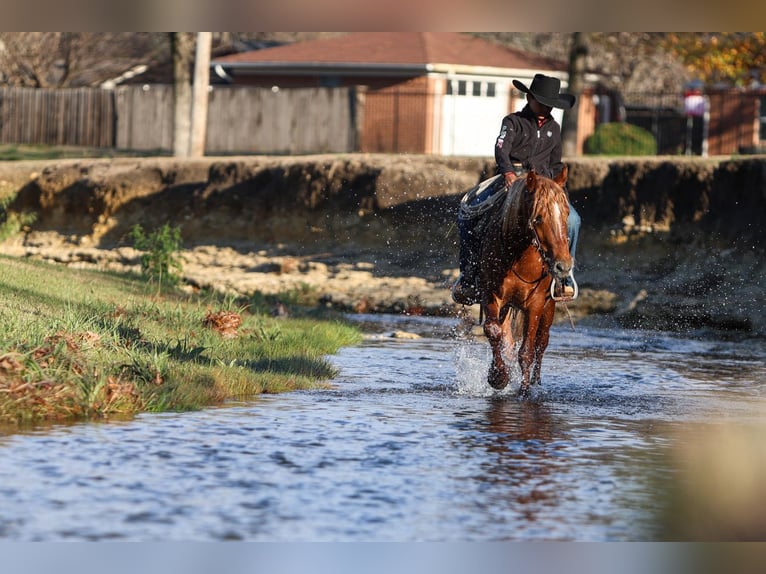 Plus de poneys/petits chevaux Hongre 5 Ans 137 cm Alezan cuivré in Joshua, TX