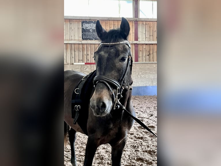 Plus de poneys/petits chevaux Hongre 5 Ans 140 cm in Interlaken