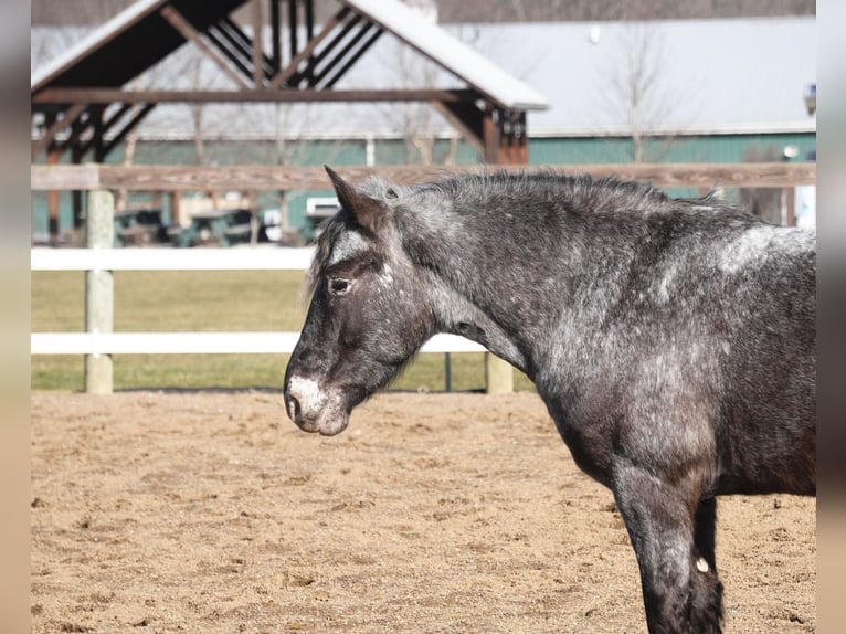 Plus de poneys/petits chevaux Croisé Hongre 5 Ans 142 cm Rouan Bleu in Fresno