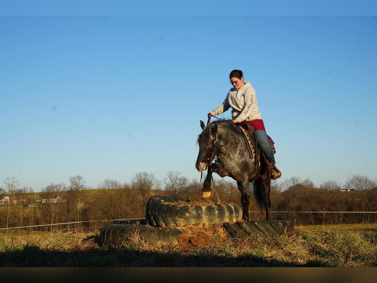 Plus de poneys/petits chevaux Croisé Hongre 5 Ans 142 cm Rouan Bleu in Fresno