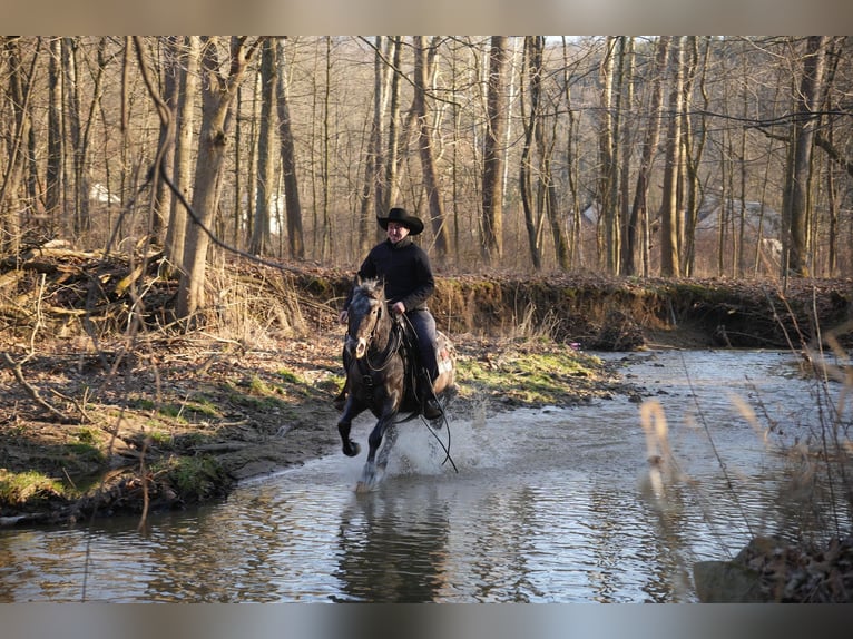 Plus de poneys/petits chevaux Croisé Hongre 5 Ans 142 cm Rouan Bleu in Fresno