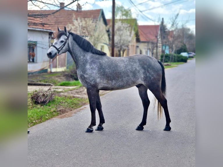 Plus de poneys/petits chevaux Hongre 5 Ans 143 cm Gris pommelé in Deggendorf