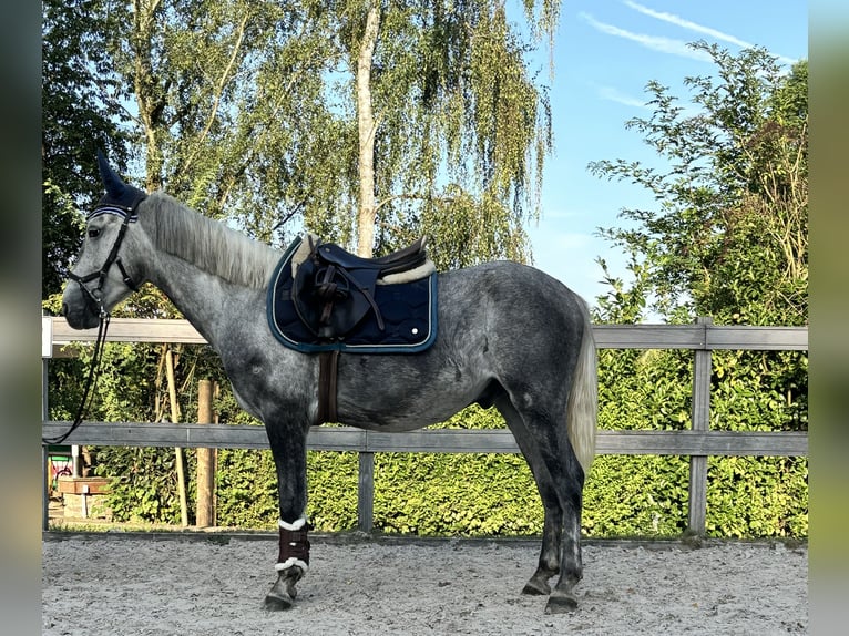 Plus de poneys/petits chevaux Hongre 5 Ans 145 cm Gris pommelé in Borod