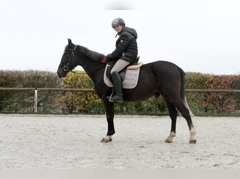 Plus de poneys/petits chevaux Hongre 5 Ans 145 cm Rouan bleu in Neustadt (Wied)