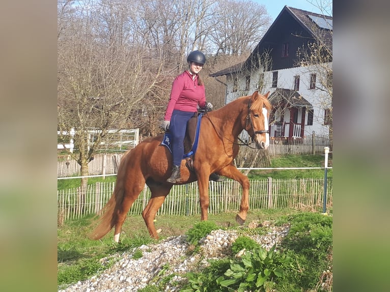 Plus de poneys/petits chevaux Hongre 5 Ans 150 cm Alezan in Bayerbach