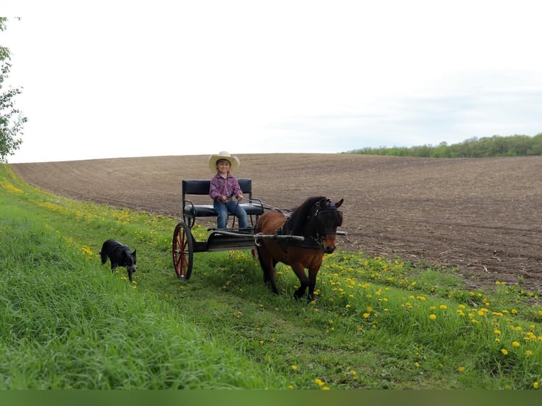 Plus de poneys/petits chevaux Hongre 5 Ans 81 cm Bai cerise in Fergus Falls, MN