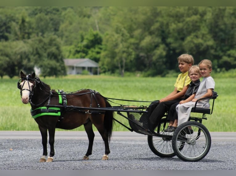 Plus de poneys/petits chevaux Hongre 5 Ans 86 cm Bai cerise in Rebersburg, PA