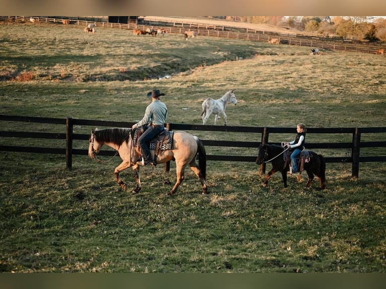 Plus de poneys/petits chevaux Hongre 5 Ans 89 cm Bai cerise in Dalton, OH