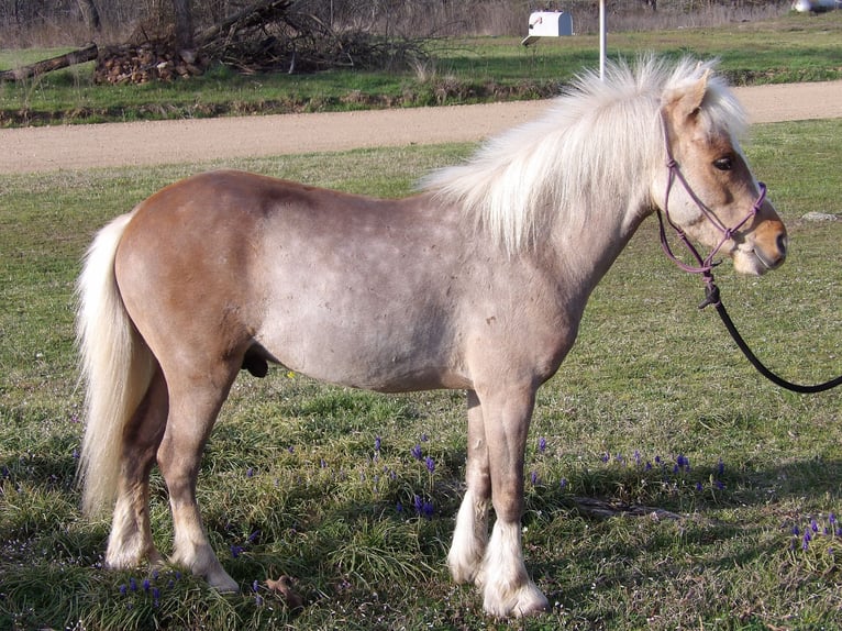 Plus de poneys/petits chevaux Hongre 5 Ans 91 cm Palomino in Antlers, OK
