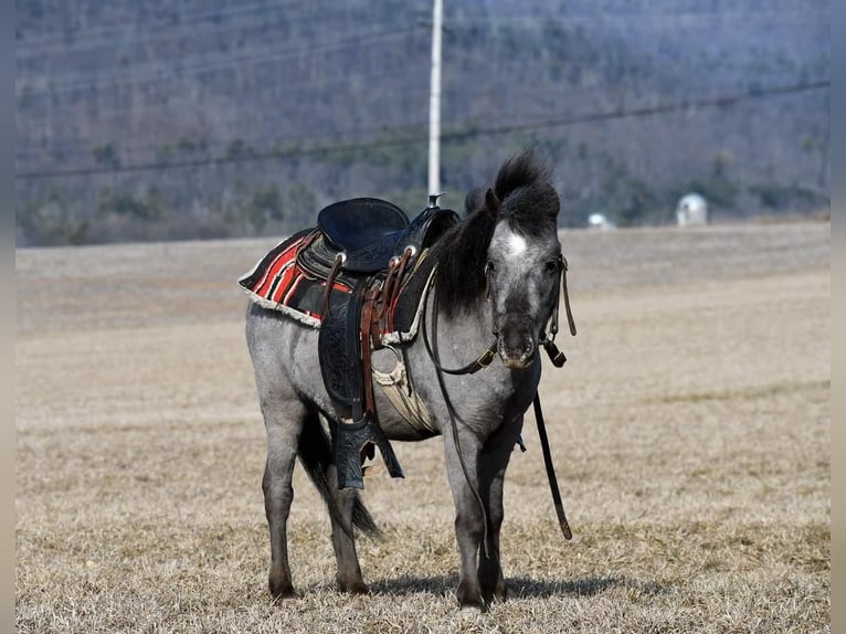 Plus de poneys/petits chevaux Hongre 5 Ans 99 cm in Rebersburg, PA