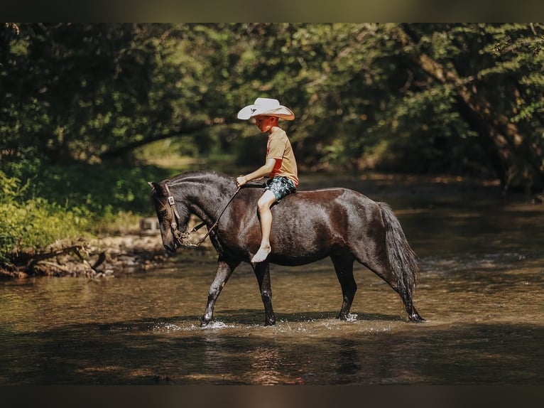 Plus de poneys/petits chevaux Hongre 6 Ans 107 cm Noir in Lyles, TN