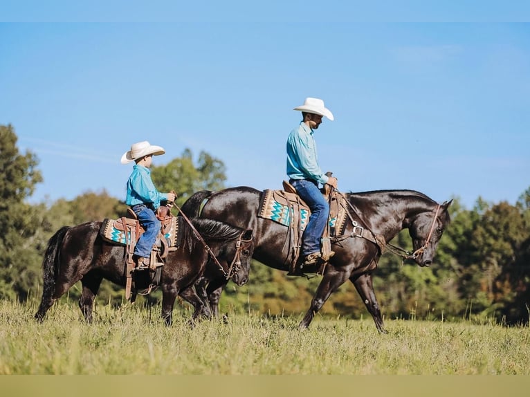 Plus de poneys/petits chevaux Hongre 6 Ans 107 cm Noir in Lyles, TN