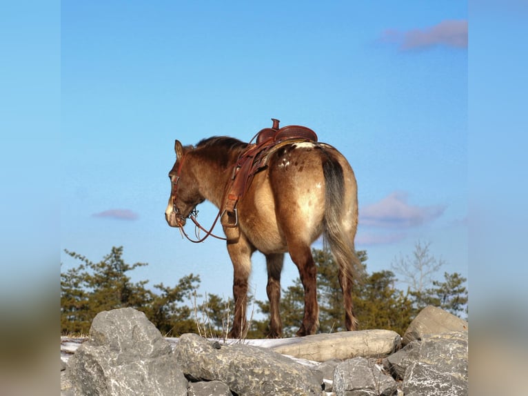 Plus de poneys/petits chevaux Hongre 6 Ans 127 cm in Rebersburg, PA