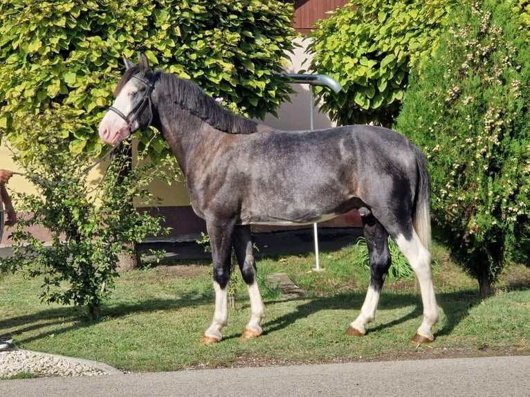 Plus de poneys/petits chevaux Croisé Hongre 6 Ans 142 cm Gris pommelé in Norderstedt