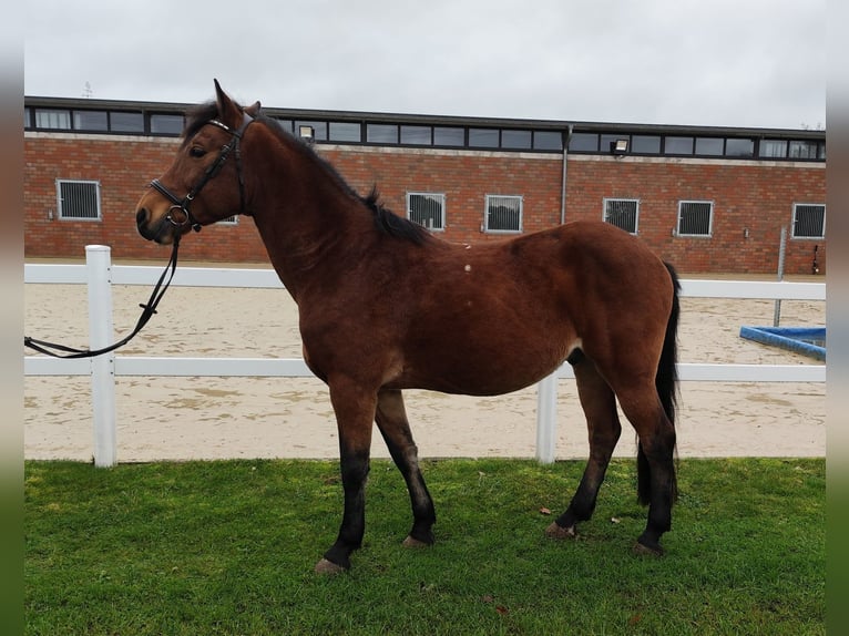 Plus de poneys/petits chevaux Hongre 6 Ans 146 cm Bai in Bad Laer