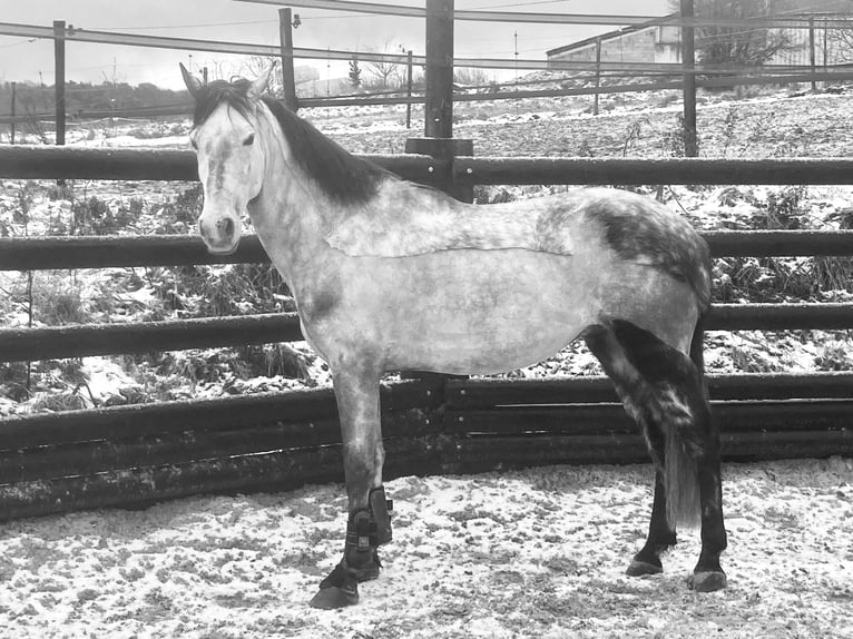 Plus de poneys/petits chevaux Hongre 6 Ans 147 cm Gris in Liège