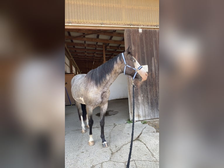 Plus de poneys/petits chevaux Croisé Hongre 6 Ans 152 cm Rouan Bleu in Neu-Ulm